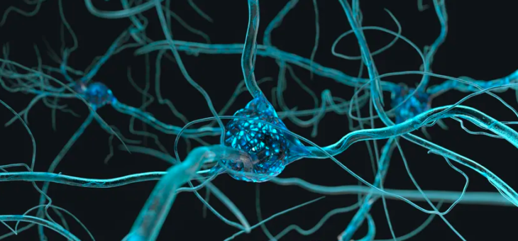 Plasticité du cerveau … du nouveau